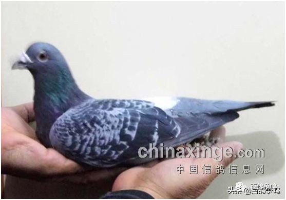 胡刚讲解雌鸽育种视频,胡刚说鸽骨体型视频