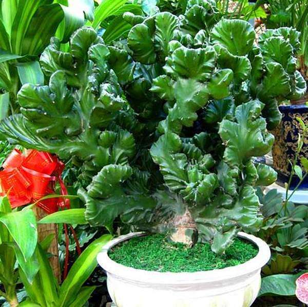 100种适合室内养的植物盆栽,10种适合室内摆放的花卉盆栽推荐