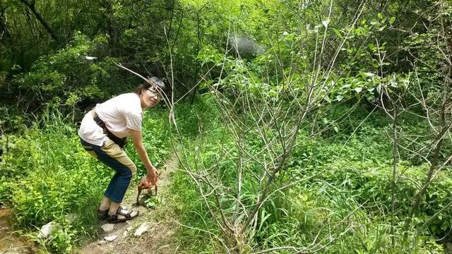 伸舌头的小鹿犬,爱洗澡的小鹿犬