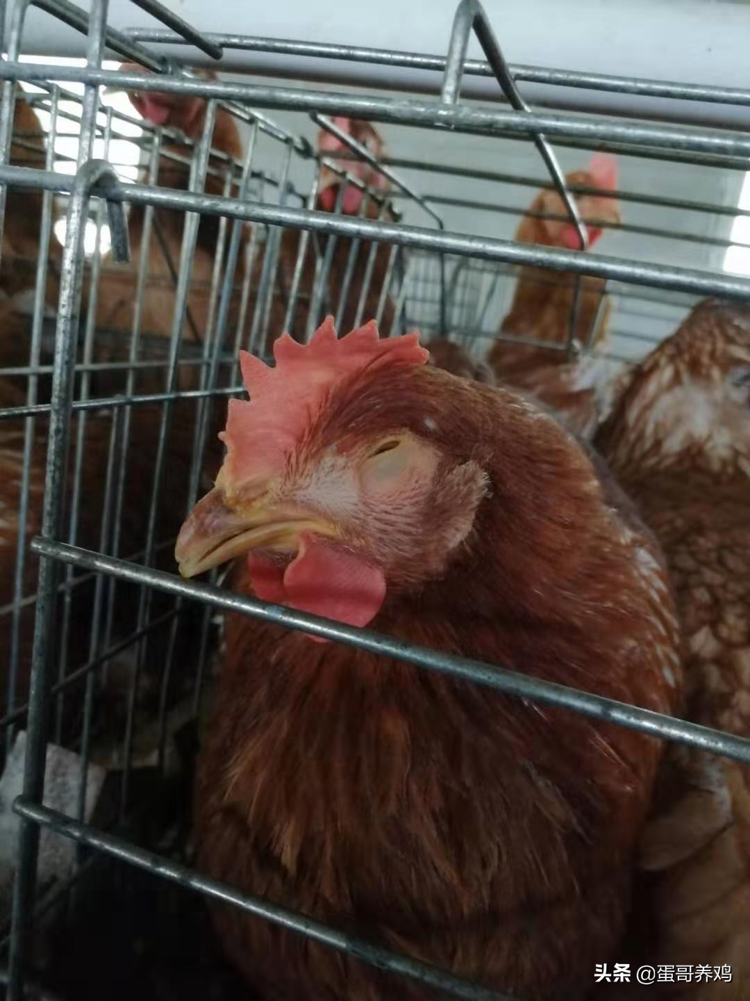 鸡传染性鼻炎的预防和治疗,预防鸡传染性鼻炎养殖户