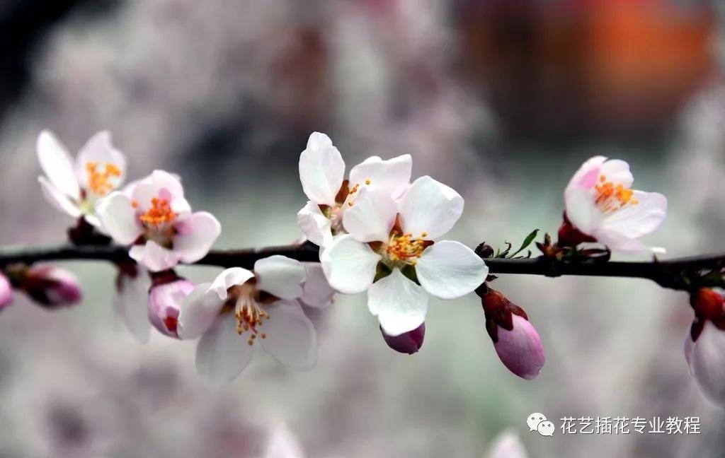 「花艺知识」50种常见花材的花语~（建议收藏）