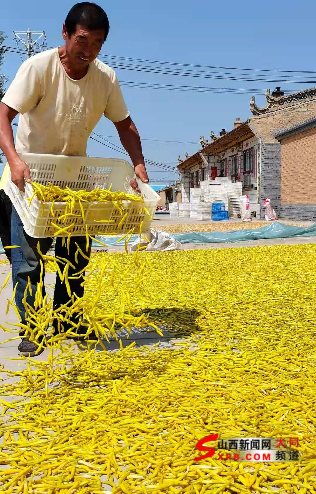 云州黄花，“今年是最好的一年！”