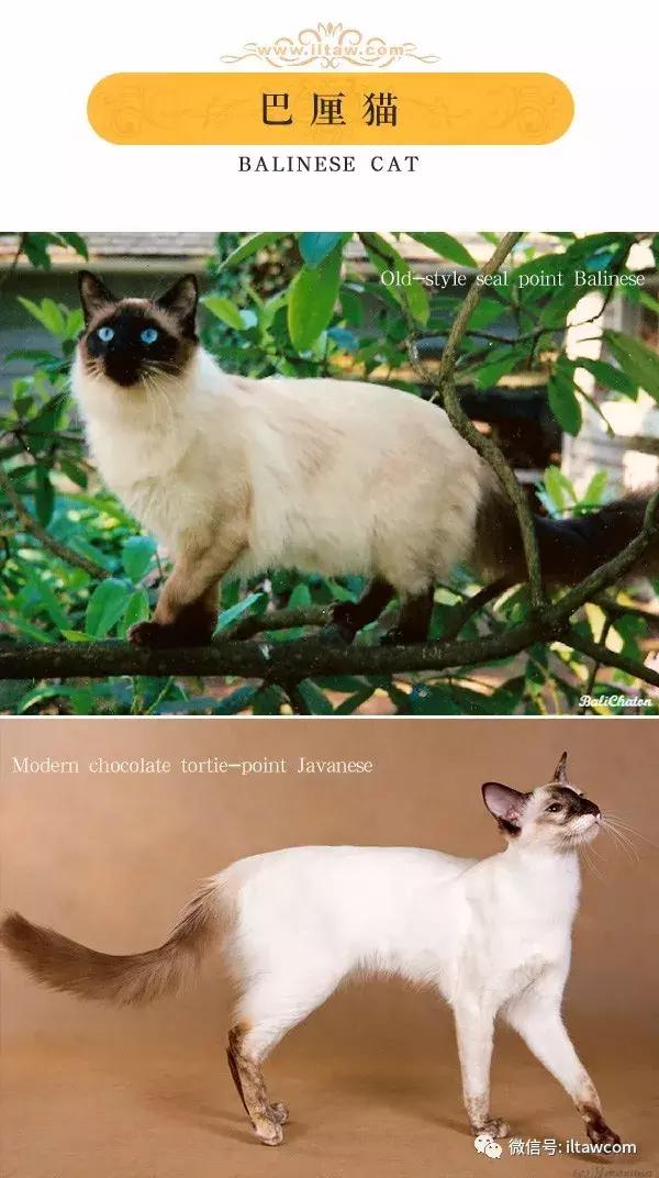 搜猫咪各种图片,世界猫咪图录