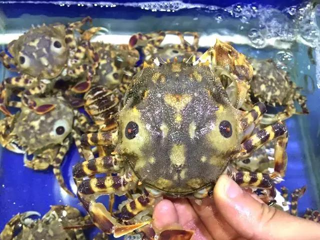 渤海当季海鲜推荐,中国渤海海鲜