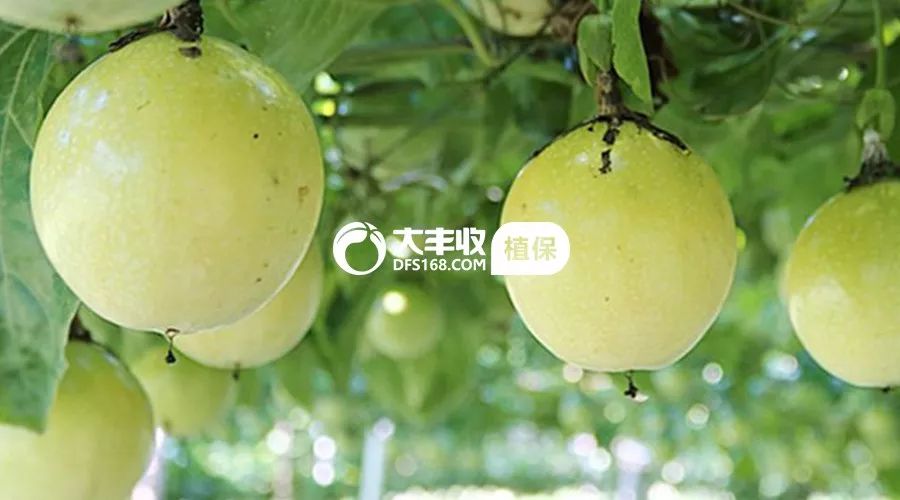 百香果烂根急救,百香果烂根补救方法