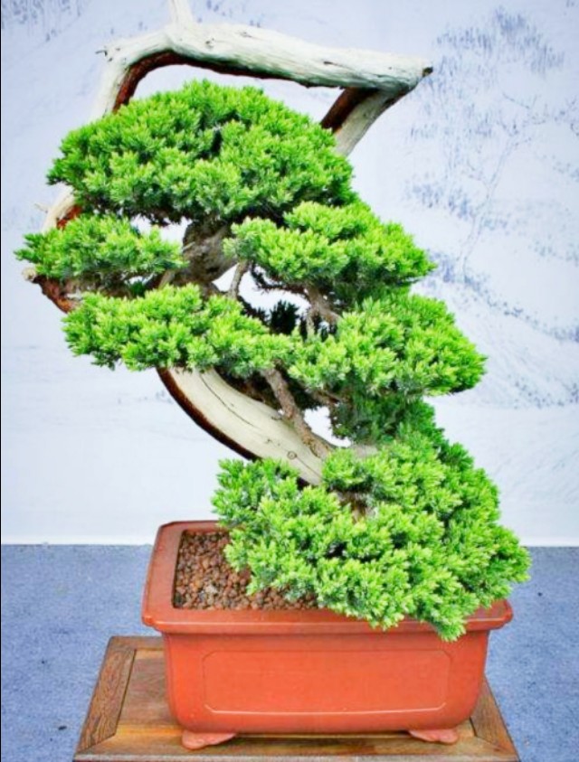 柏树舍利干涂石硫合剂多久涂一次,柏树盆景剥舍利干方法