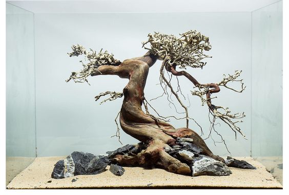 草缸的黑壳虾怎么越来越少,草缸里黑壳虾越多越好吗