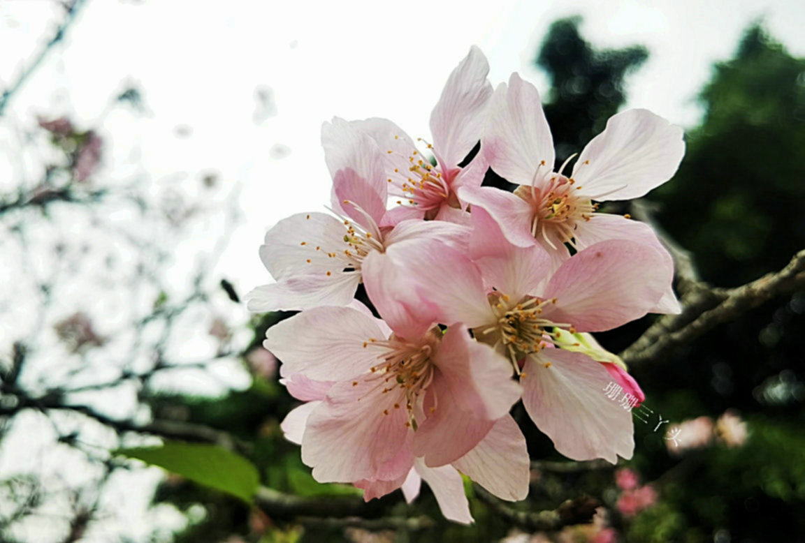 樱花开了公园里弥漫着花香,樱花开了姹紫嫣红