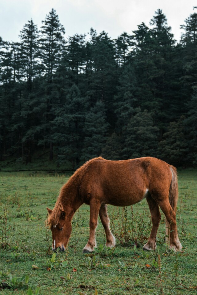 铂爵旅拍丽江风格推荐,铂爵旅拍大理婚纱照推荐