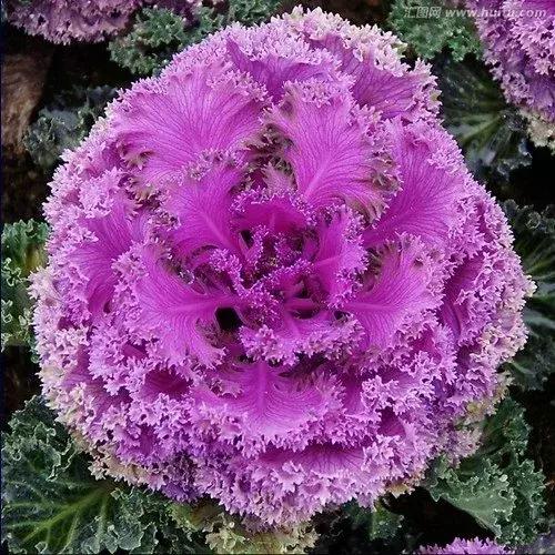 叶牡丹羽衣甘蓝,多头叶牡丹羽衣甘蓝