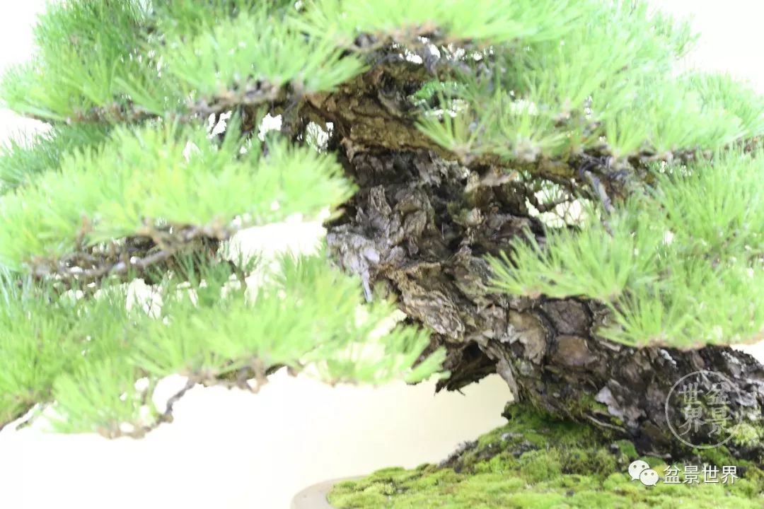 不可多得的黑松盆景素材,富贵大气的盆景有哪些