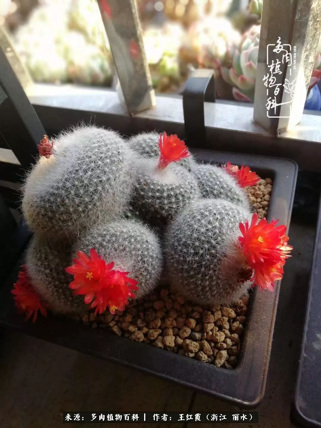 仙人球春天露养条件,仙人球露养条件