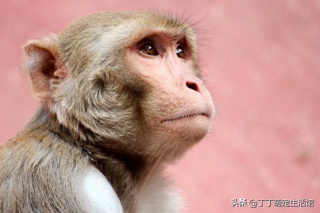 为什么猴子不能成为家禽,为什么猴子智商那么高