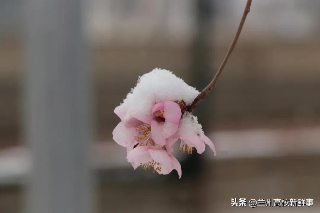 兰财校花,高校校花青春来袭你pick哪一款