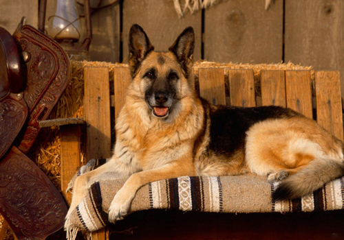 东德牧羊犬拉血是怎么回事,牧羊犬为什么会拉血呢