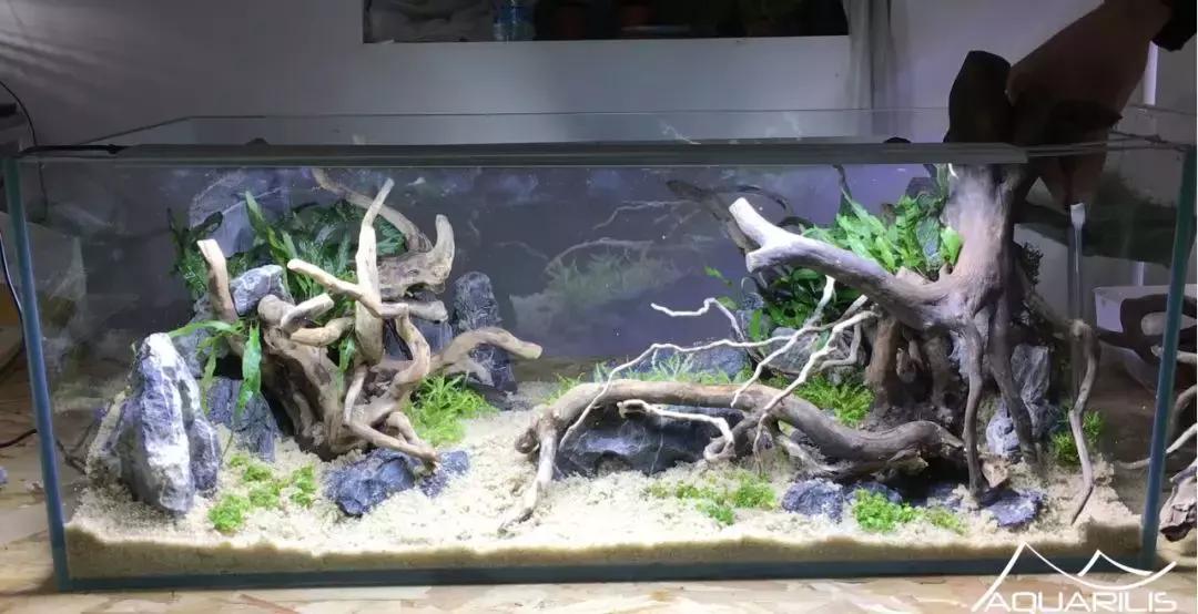 草缸造景教程：这个缸居然能装下一头“犀牛”？