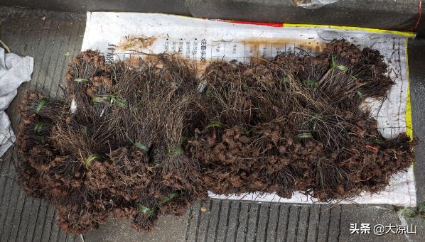 神奇的“黑根”,德昌端午节寻常百姓家药膳必备