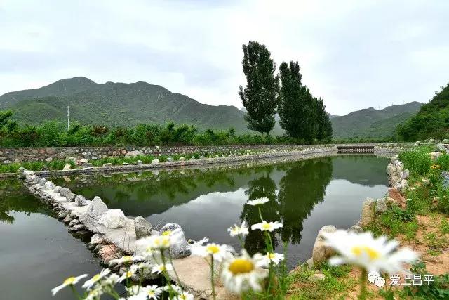 昌平哪里有采摘樱桃的地方,摘樱桃昌平