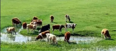 关于妹夫抬钱记的故事,妹夫抬钱记完整版