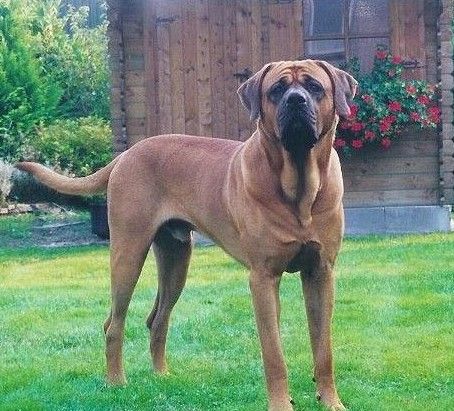 世界上一百种狗的图片,世界十种名贵狗