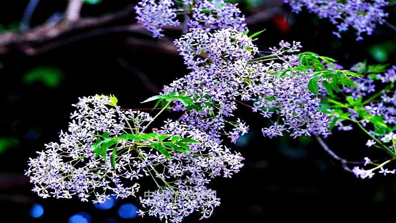 苦楝花盛开香气怡人,苦楝花的香气怎样形容