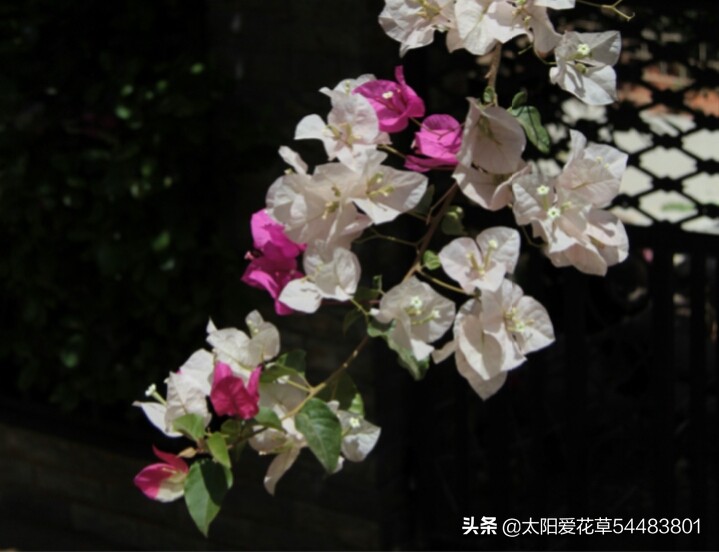 对光照要求不高的三角梅品种,阳台光照不足怎样让三角梅开花