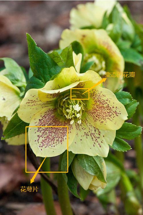 大雪天能种的植物,迷你玫瑰是不是一年四季都能开花