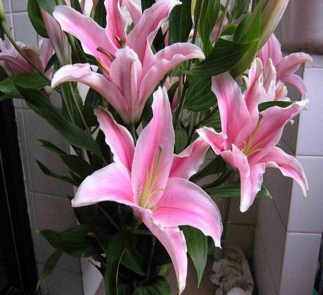 百合败了叶子全掉了怎么重新开花,百合球开完花怎么处理