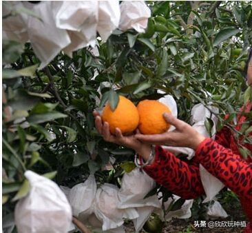水果套袋哪种最好,葡萄果袋套袋方法