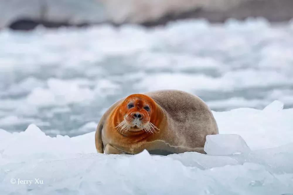 宝典妈妈带你了解国际海豹日,国际海豹日科普