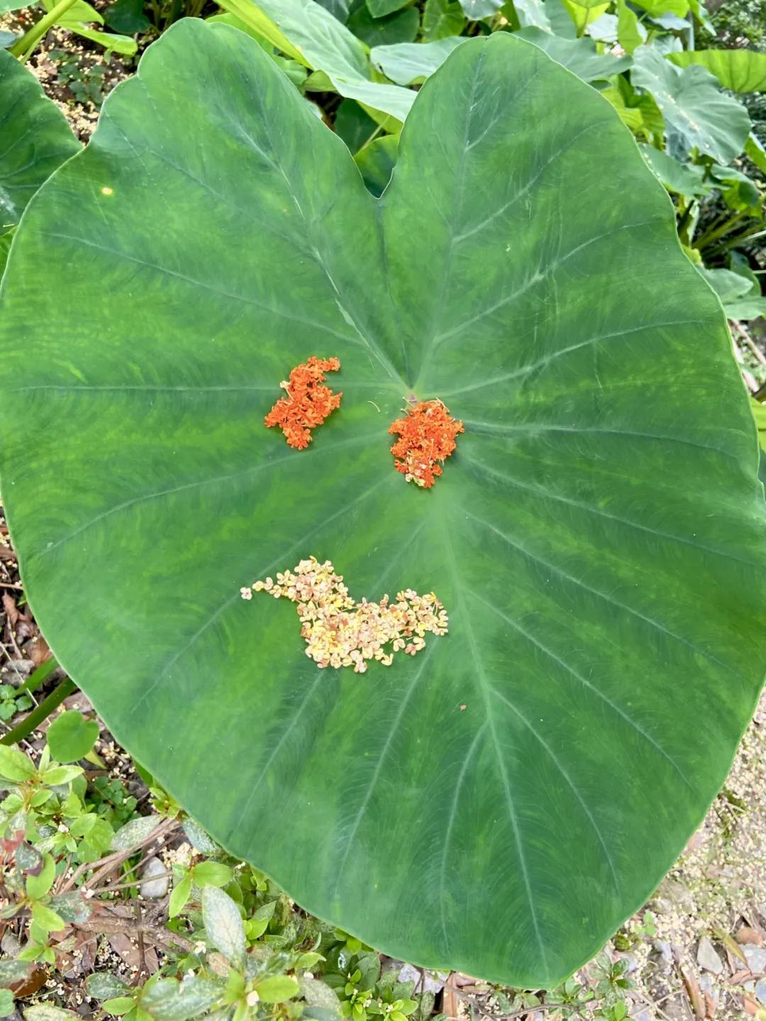 成都郫县桂花最好的地方,成都蒲江桂花观赏地