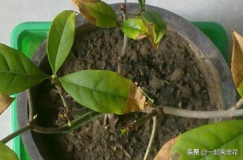 养花老是浇死怎么办,养花老是掉绿叶子怎么办