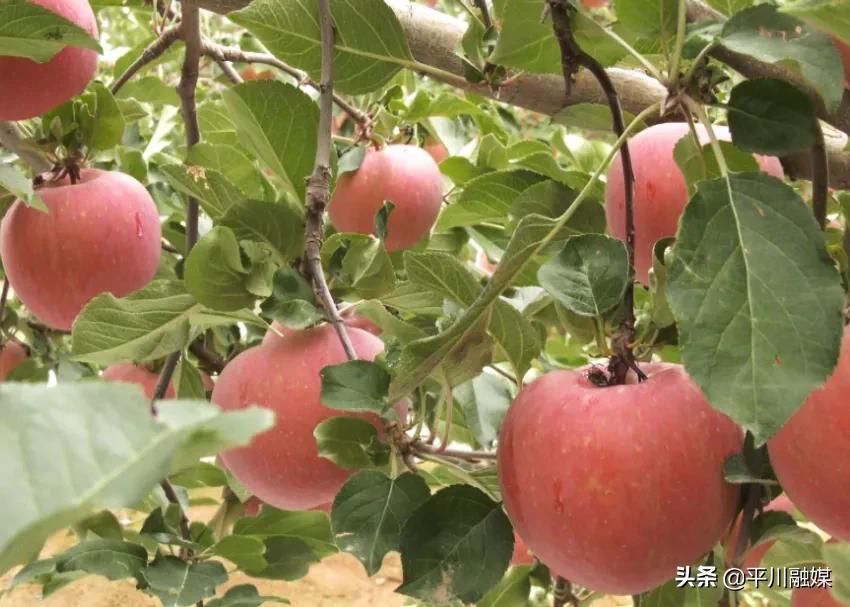 又香又脆又甜的苹果,好吃的苹果又脆又甜青苹果