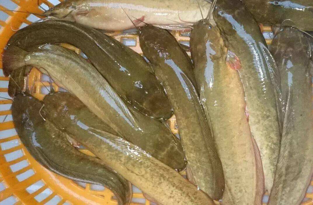 钓塘鲺鱼用什么料来钓,钓塘鲺用什么钓