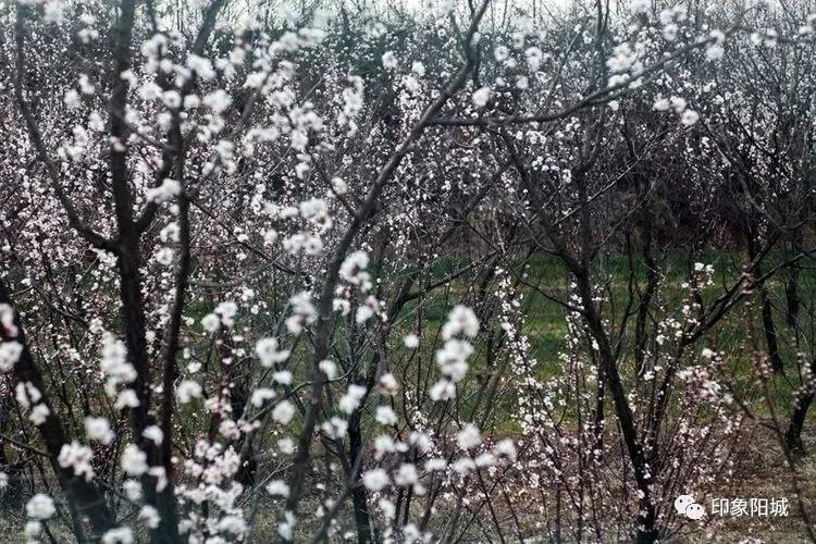 晋城哪里可以春游,晋城附近春游景点