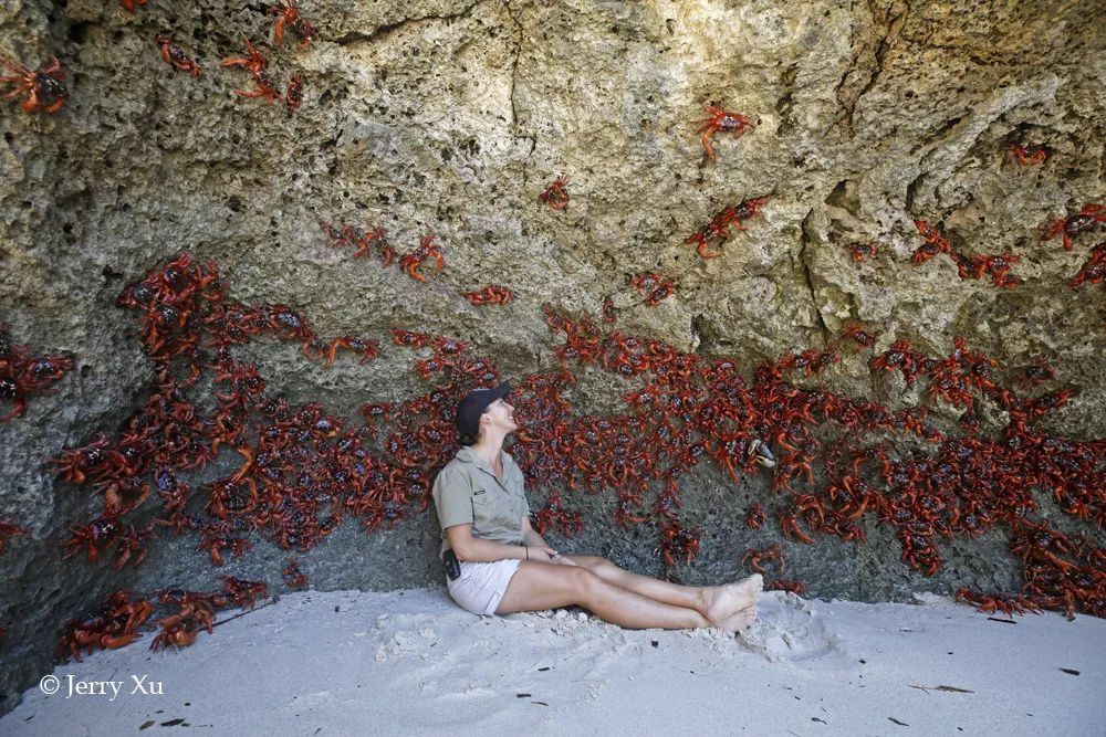 听说过网红猫岛、猪岛，见识过真正硬核的“蟹岛”吗？