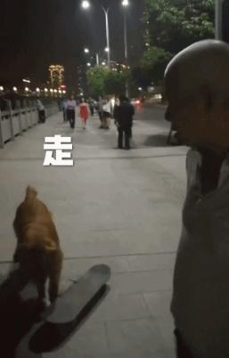 金毛玩滑板,金毛滑滑板