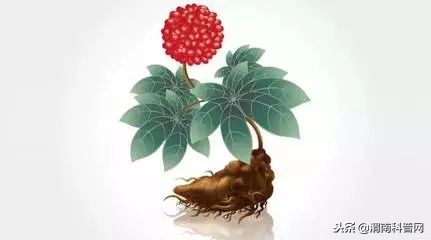 探秘中药三七,名贵中药三七