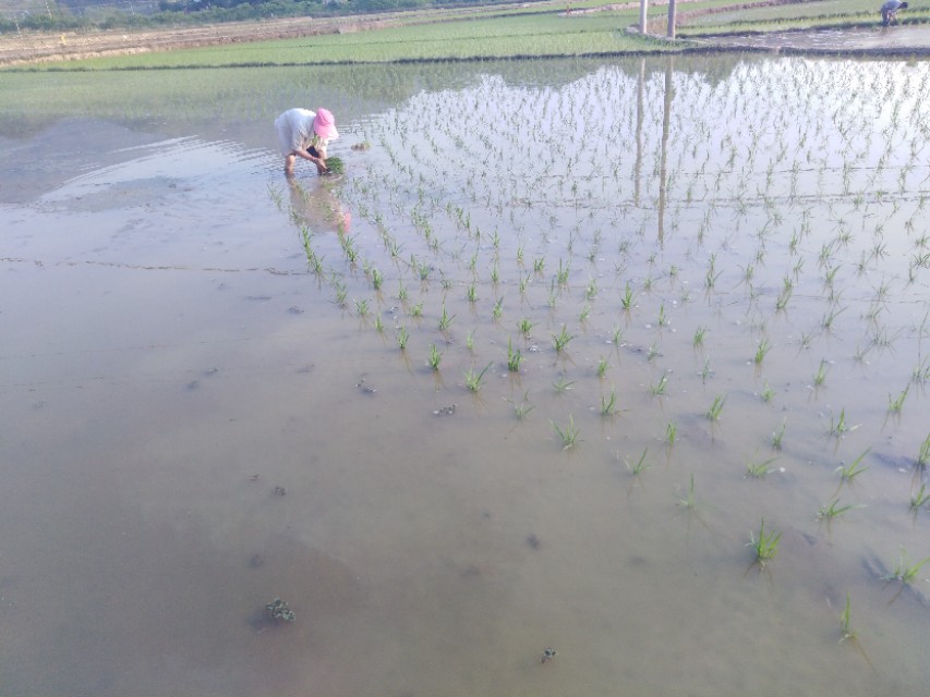水稻肥不够叶黄,水稻施肥前施什么肥好