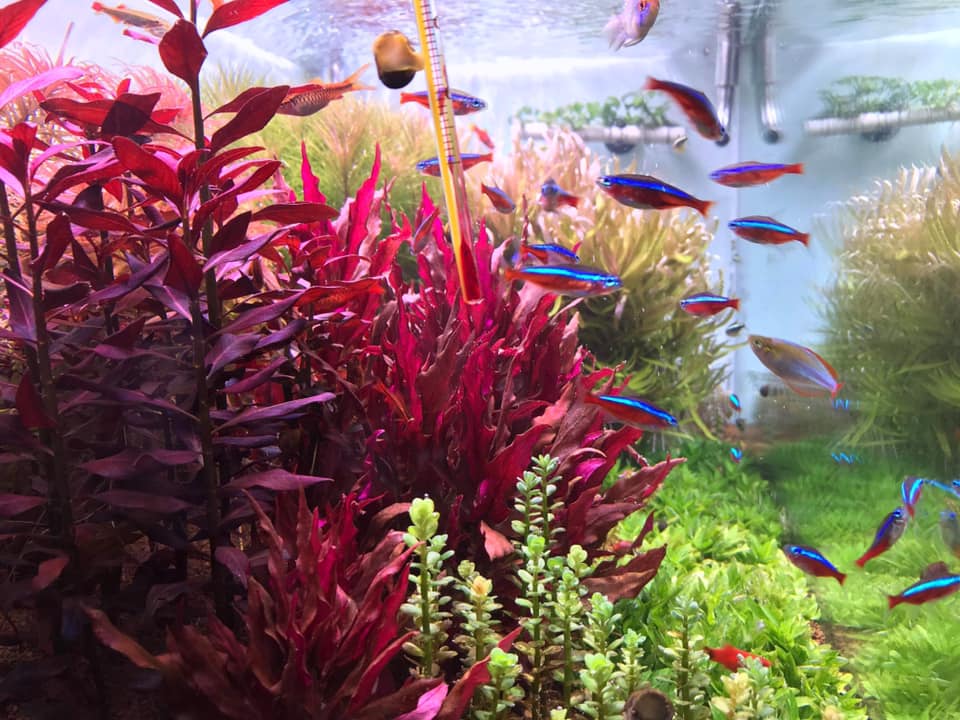 没有灯的鱼缸可以养水草吗,水草缸造景可以不用灯吗