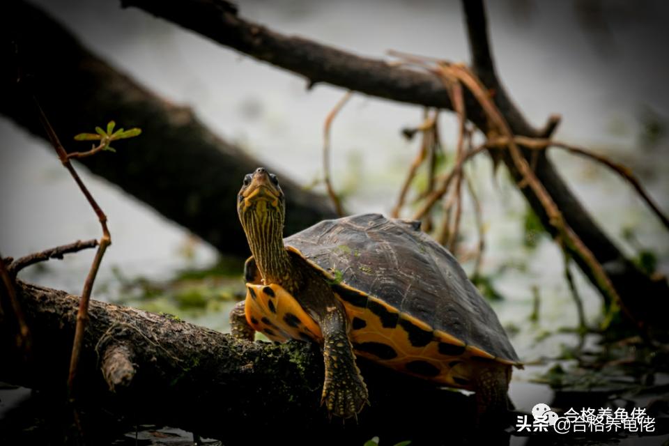 晒太阳的龟,晒太阳晒太阳