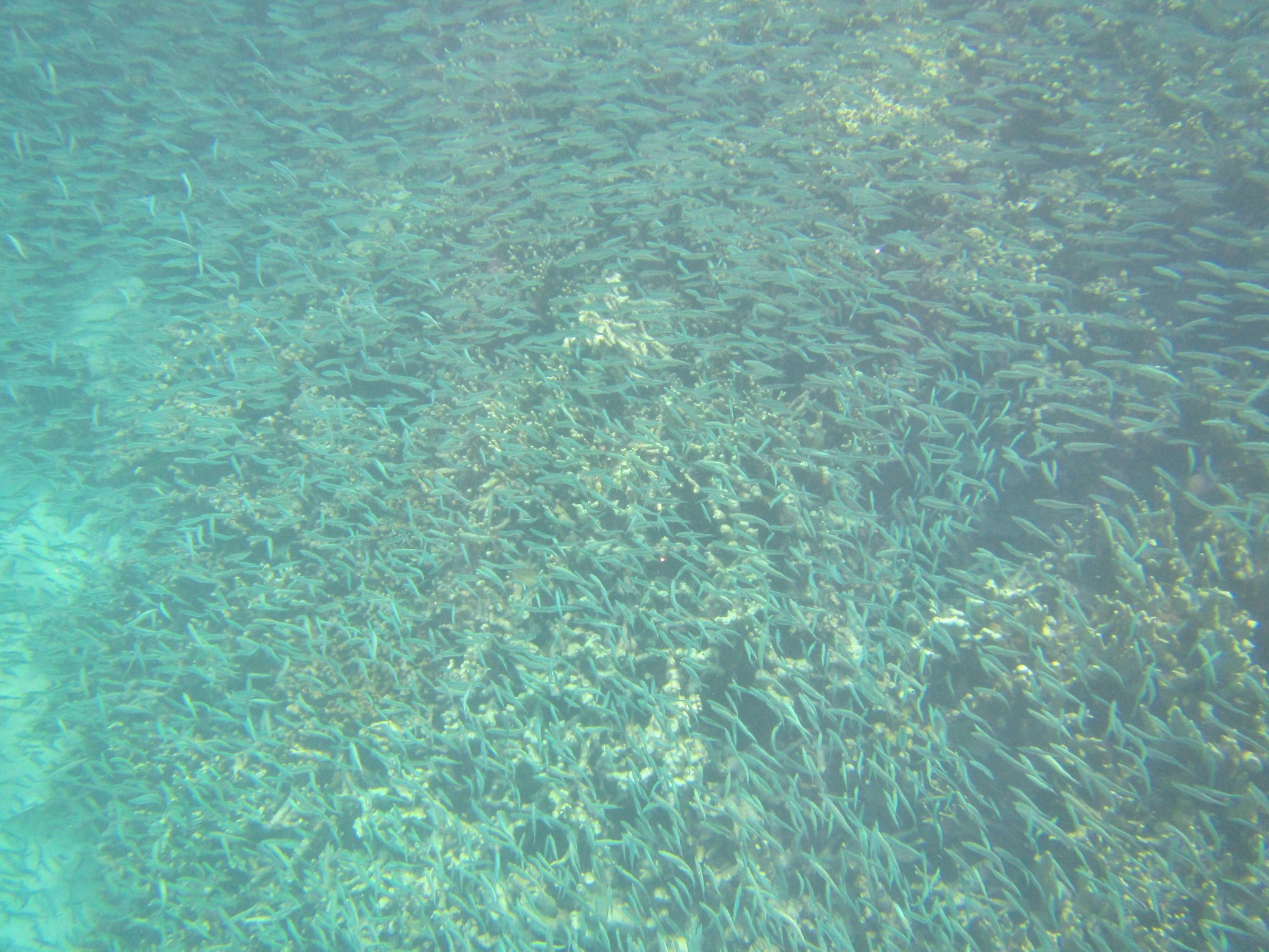 一定是特别的缘分——帕劳,再遇见「周若雪Patty」·上