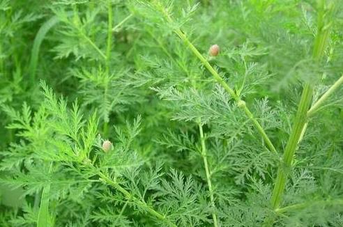 鸡瘟不可怕有一种中药帮你搞定,怎样用中药预防鸡瘟