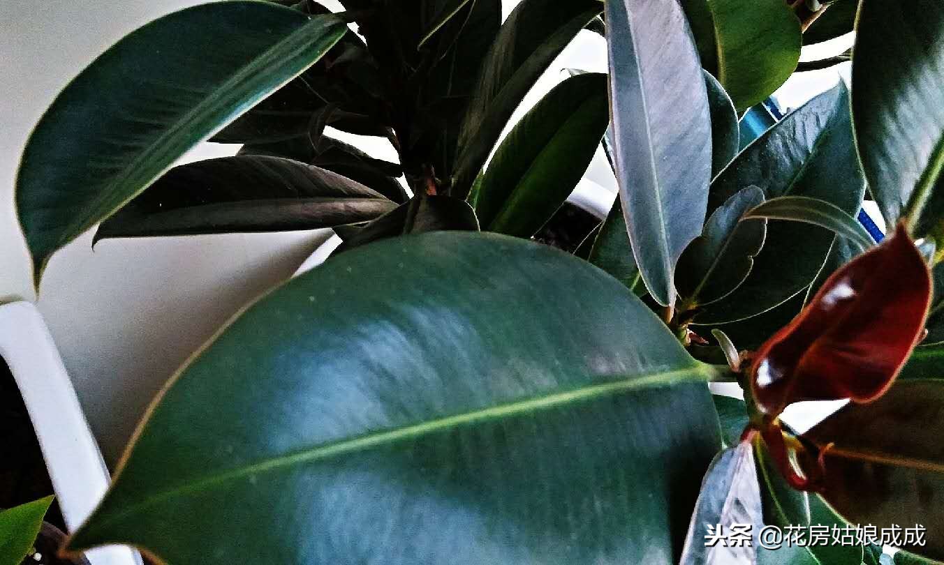 橡皮树不长花苞是什么原因,我的橡皮树不长新叶子怎么解决