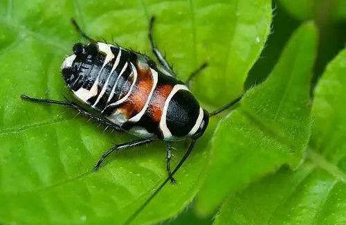 科普蟑螂是个生命力爆表的生命体,蟑螂的内部构成到底有多神奇