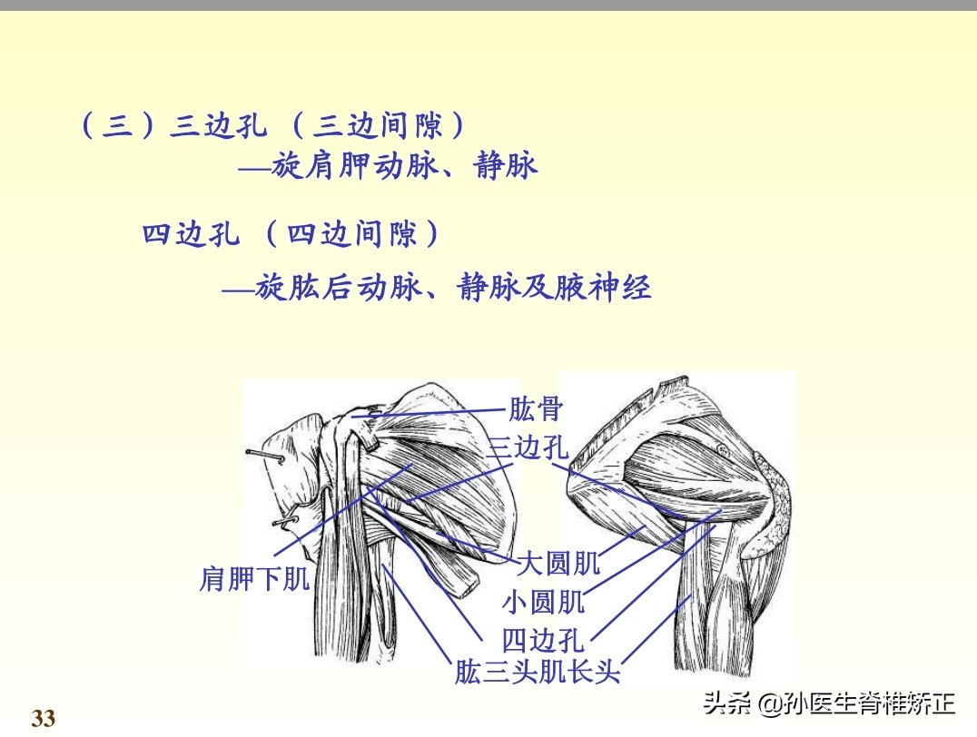 系统解剖学骨学ppt课件,解剖学基本知识ppt课件
