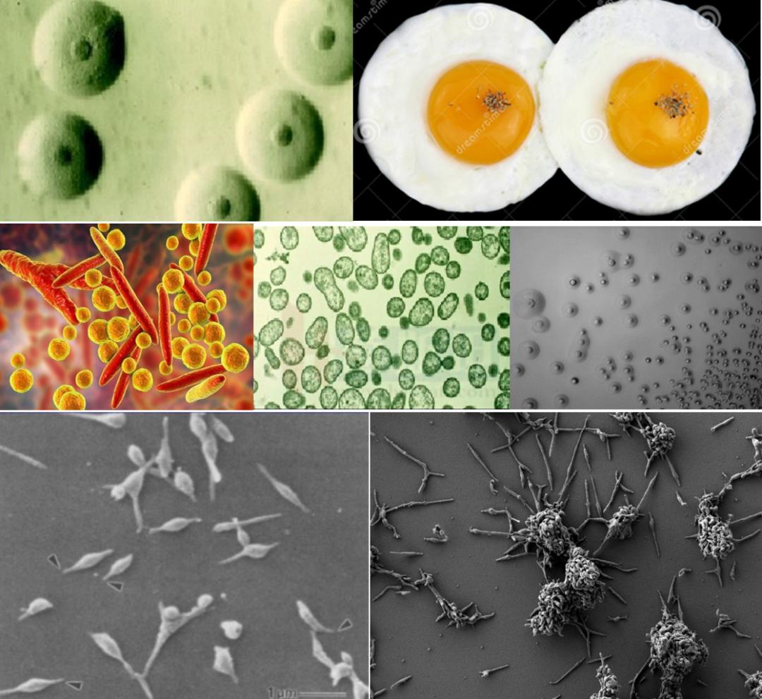 张廷青兽医,张廷青