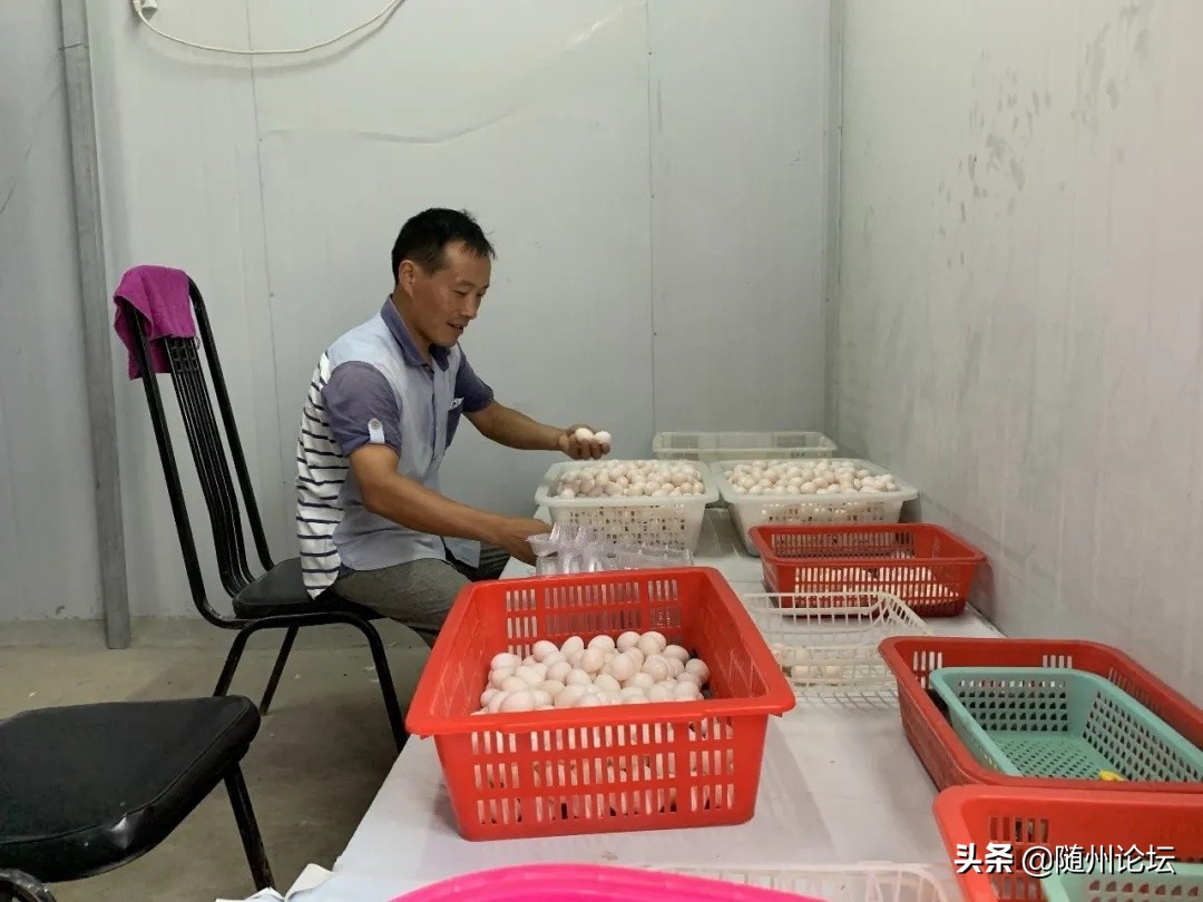 曾都邓家老湾村：蛋鸽产下“金疙瘩”