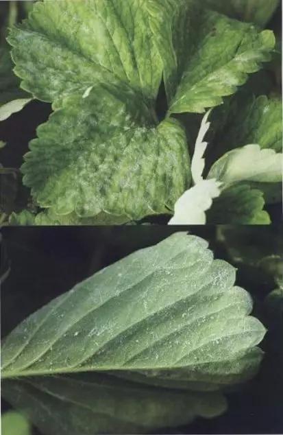 如何有效防治草莓黑星病,草莓白粉病如何预防和治疗