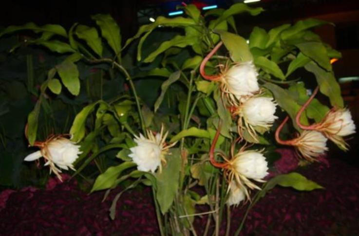 如何让昙花生长更快,昙花多开花的办法